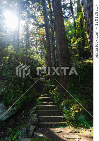 Saitama Prefecture, Hossho-ji Temple (Ofune Kannon) stone steps and sunlight filtering through the trees [Chichibu Pilgrimage Temple, Chichibu Geopark] 120128817