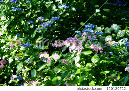 Beautiful Hydrangea Garden in the Shade 6 120129722