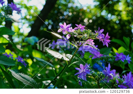 Beautiful shady hydrangea 4 120129736