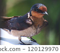 琉球燕子【成鳥、母燕照顧雛鳥】 120129970