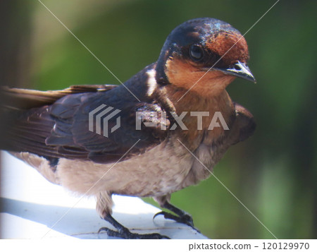 Ryukyu swallow [Adult bird, parent swallow watching over chicks] 120129970