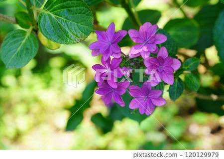 樹蔭下美麗的額頭繡球7 樹蔭下美麗的額頭繡球7 120129979