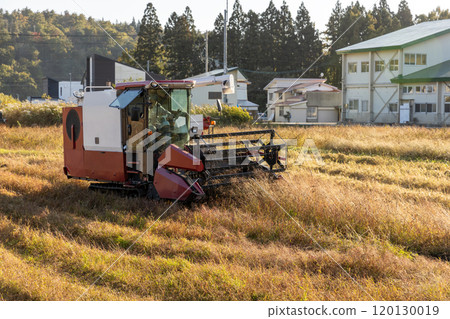 Buckwheat harvesting scene 120130019