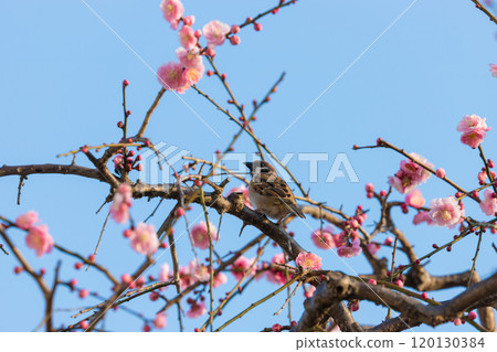 垂梅與麻雀（大分縣別府市） 120130384