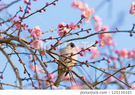 垂梅與麻雀（大分縣別府市） 120130385