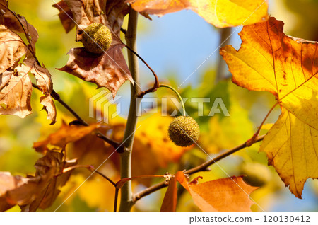 plane tree cones 120130412