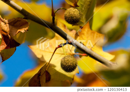 梧桐樹球果 梧桐樹球果 120130413