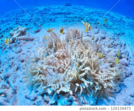 Diving with a family of clownfish, a classic in tropical waters 120130473