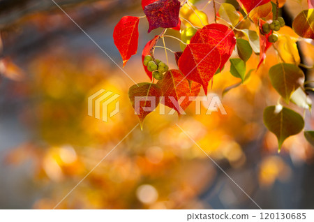 南京蝦虎魚秋葉 120130685