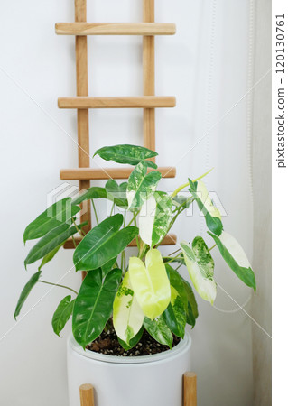 Philodendron burle marx variegated in white flower pot Philodendron burle marx variegated in white flower pot 120130761