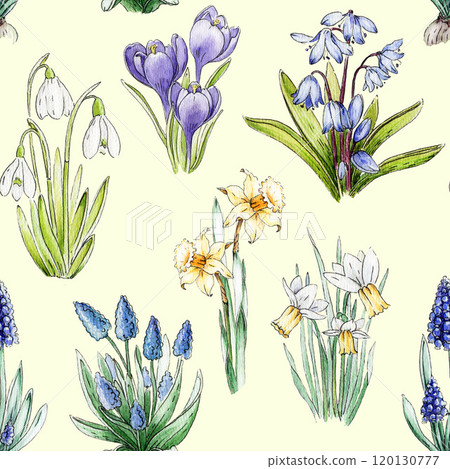 Primrose spring flowers seamless pattern. Watercolor hand drawn illustration. Spring season daffodil, snowdrop, muscari, crocus, bluebell flowers. Perfect for background Easter decor, seasonal cards Primrose spring flowers seamless pattern. Watercolor hand drawn illustration. Spring season daffodil, snowdrop, muscari, crocus, bluebell flowers. Perfect for background Easter decor, seasonal cards 120130777