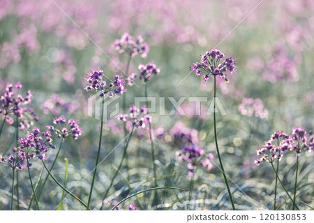 Rakkyo flower Hokuei Town, Tottori Prefecture Rakkyo flower Hokuei Town, Tottori Prefecture 120130853