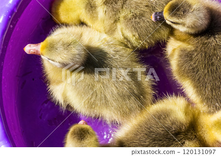 Young goslings bathe Young goslings bathe 120131097