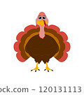 Turkey funny thanksgiving on white background  120131113