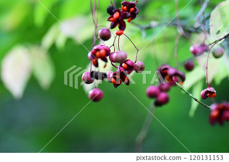 tsuribana果實已經開始開放 120131153