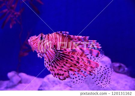 Lionfish in an aquarium 120131162