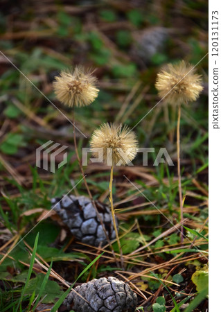 Autumnal fluff of the Japanese quince 120131173