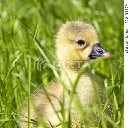 3 day gosling 120131179