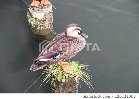 Ducks in Tochigi City in November 2024 120131308