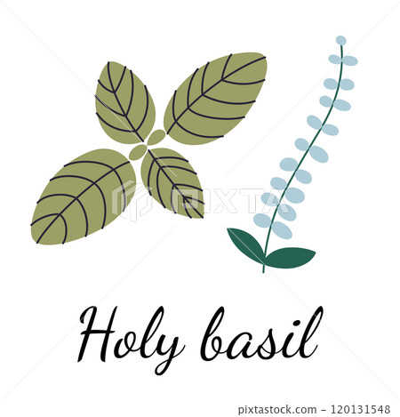 Vector illustration of holy basil with fresh green leaves and flower. Sacred herb tulsi used in culinary, medicinal, and Ayurvedic traditions. Flat cartoon style perfect for spice and botanical themes 120131548