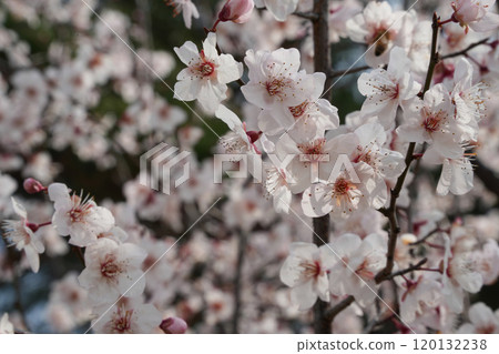 貝尼巴斯桃色為春天增添色彩 120132238