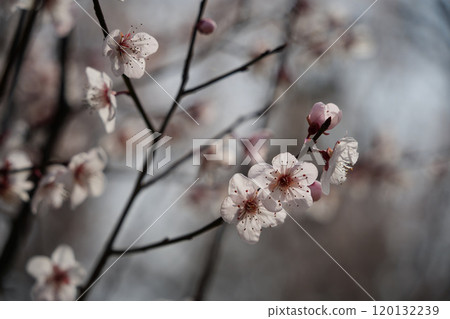 華麗的貝尼巴斯桃子 華麗的貝尼巴斯桃子 120132239