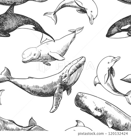 Seamless pattern with sea animals on a white background. Hand drawn vector sketch in engraving technique. Sperm whale, humpback whale, dolphin, beluga whale, killer whale. Monochrome ink drawing. Seamless pattern with sea animals on a white background. Hand drawn vector sketch in engraving technique. Sperm whale, humpback whale, dolphin, beluga whale, killer whale. Monochrome ink drawing. 120132424