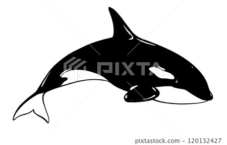 Killer whale sea animal vector logo. Stylized illustration of Orca. Killer whale or toothed whale, marine predator jumping out of water with curved tail. Hand drawn, imitation of engraving technique. 120132427