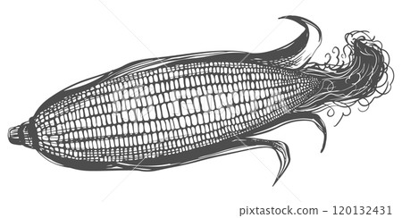 Vector illustration of corn cob with leaves. Old drawing in retro engraving style. Hand drawn realistic ink sketch. Popcorn line drawing for packaging of organic food, farm products, baking and syrup. 120132431