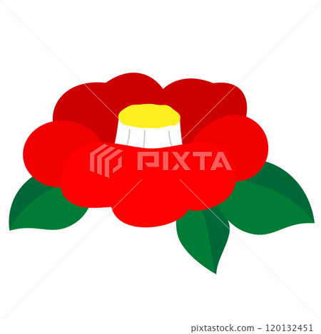 Camellia, single flower, single item illustration Camellia, single flower, single item illustration 120132451