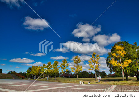 Heartpia Harue 在藍天的襯托下熠熠生輝 Heartpia Harue 在藍天的襯托下熠熠生輝 120132493