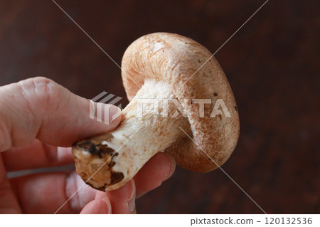 Image of shiitake mushrooms 120132536