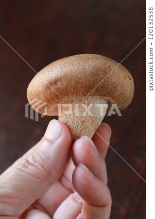Image of shiitake mushrooms Image of shiitake mushrooms 120132538