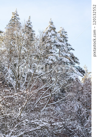 Snowy winter forest with beautiful pine trees. Winter landscape background 120132552