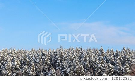 Winter background. Pine forest covered with snow against blue sky with white clouds 120132553