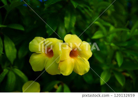Yellow flower 120132659
