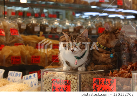A cat guarding over dried sea cucumbers from Japan, a super-luxury ingredient sold at a dry goods store in Tokusu Dosai, Hong Kong. 120132702