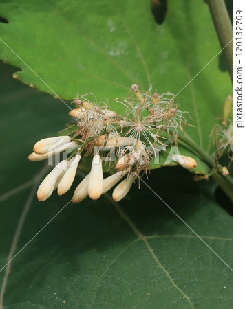 Takenigusa flower 120132709