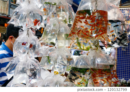 Goldfish and tropical fish sold with oxygen in a plastic bag in Hong Kong's Tsunagai (Goldfish Street) 120132799