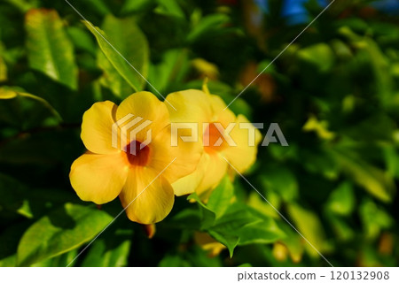 Yellow flower Yellow flower 120132908