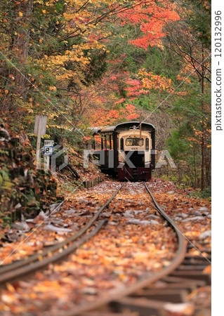 [長野縣]赤澤森林鐵路穿過赤澤自然休養林的紅葉隧道 120132996
