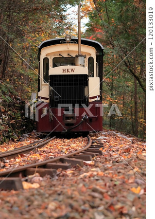 [Nagano Prefecture] Akasawa Forest Railway runs through a tunnel of colored leaves in the Akasawa Natural Recreational Forest 120133019