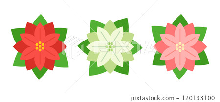 Illustration of three-colored poinsettias: red, white, and pink Illustration of three-colored poinsettias: red, white, and pink 120133100