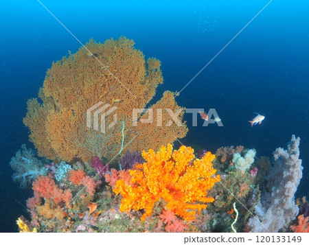 The appeal of diving and the colorful underwater scenery The appeal of diving and the colorful underwater scenery 120133149