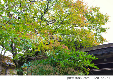 Snow hanging scenery in Yokokan Garden Snow hanging scenery in Yokokan Garden 120133267