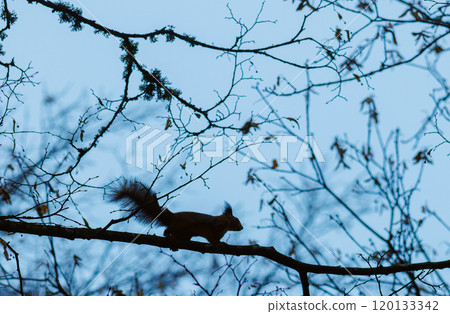 A Squirrel Engaging in the Activity of Climbing a Tree within its Natural Habitat A Squirrel Engaging in the Activity of Climbing a Tree within its Natural Habitat 120133342