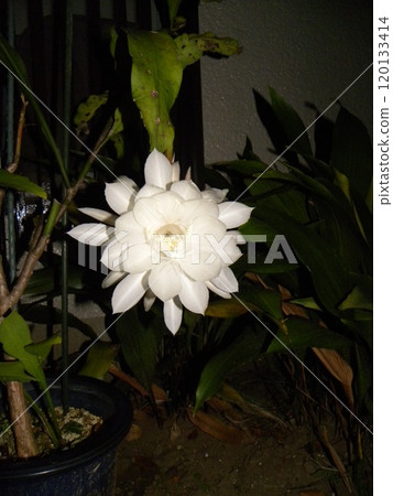 只能欣賞一晚的白大美女 120133414