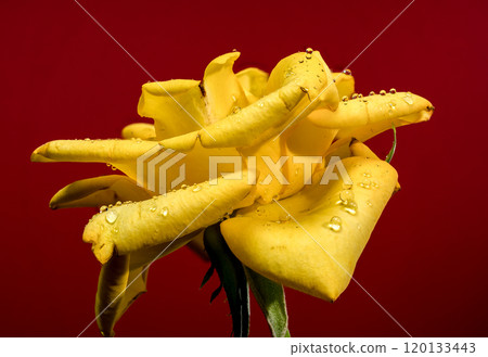 Blooming yellow tea rose on a red background Blooming yellow tea rose on a red background 120133443
