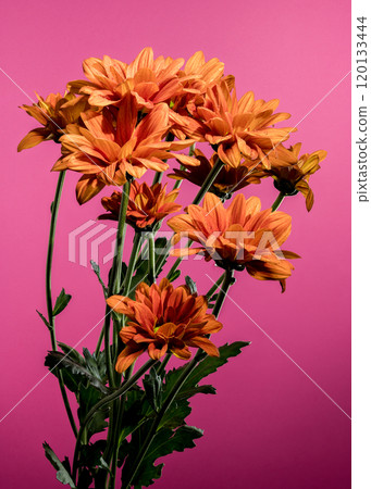 Chrysanthemum multiflora Conaco Orange on a pink background Chrysanthemum multiflora Conaco Orange on a pink background 120133444