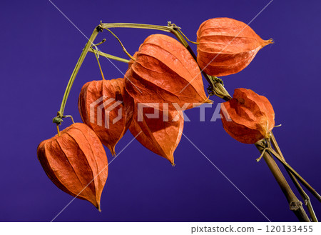Physalis on a purple background Physalis on a purple background 120133455